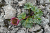 Snjósólja / Ranunculus glacialis.