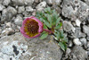 Snjósólja / Ranunculus glacialis.