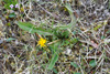 Várhagasólja / Taraxacum vulgare (L.).