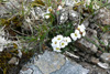 Klettaskriðublóma / Cardaminopsis petraea.