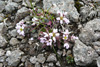 Læknaeirisgras / Cochlearia officinalis