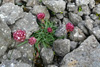 Mjátt sjógras / Armeria maritima. Sornfelli.