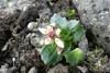 Stjørnusteinbrot / Saxifraga stellaris.