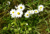 Støðugtblómandi summardái / Bellis perennis (L.)