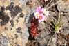 Sanddeyda / Sedum villosum.