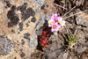 Sanddeyda / Sedum villosum.