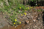 Iglasólja / Ranunculus flammula L.