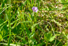 Eingjardúnurt / Epilobium palustre