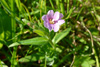 Eingjardúnurt / Epilobium palustre