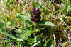 Trøllabátsmanshattur / Prunella vulgaris L. Eiðiskollur.