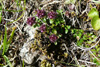 Skaldabrobber / Thymus praecox