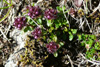 Skaldabrobber / Thymus praecox