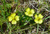 Børkumura / Potentilla erecta