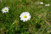 Støðugtblómandi summardái / Bellis perennis (L.)