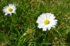 Støðugtblómandi summardái / Bellis perennis (L.)