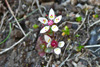 Stjørnusteinbrot / Saxifraga stellaris.