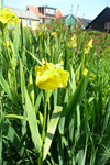 Mækja / Iridaceae pseudacorus L. Nólsoy