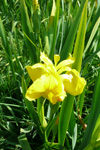 Mækja / Iridaceae pseudacorus L. Nólsoy