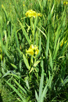 Mækja / Iridaceae pseudacorus L. Nólsoy