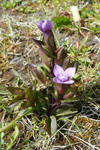 Íslendskt loppugras / Gentianella campestris