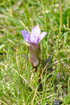 Íslendskt loppugras / Gentianella campestris