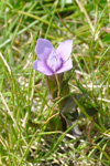 Íslendskt loppugras / Gentianella campestris