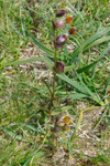 Snjallabjalla / Rhinanthus minor.