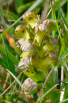 Grønlig barnarót / Grønligt hjúnagras / Coeloglossum viride (L.) Hartm. Eysturoy.