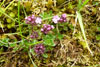 Skaldabrobber / Thymus praecox.