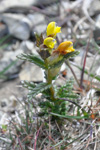 Snjallabjalla / Rhinanthus minor.