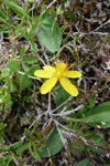 Fagurligt pirikum ella víriksgras / Hypericaceae pulchrum L.