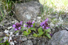 Trøllabátsmanshattur / Prunella vulgaris L. Eiðiskollur.