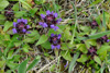 Trøllabátsmanshattur / Prunella vulgaris L. Eiðiskollur.