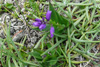 Smá silkibond / Polygala serpyllifolia.