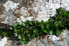 Urtapílur / Salix herbacea, Eiðiskollur 04.07.2009.