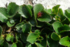 Urtapílur / Salix herbacea, Eiðiskollur 04.07.2009.