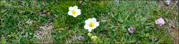 Summarblómur / Sommerblomster / Summer flowers