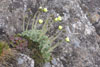 Rótmikil dreymsólja / Papaver radicatum Rottb.