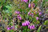 Føroyskur klokkulyngur / Erica cinerea