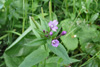 Kertildúnurt Epilobium ciliatum Rafin