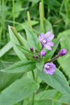 Kertildúnurt Epilobium ciliatum Rafin