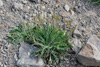 Jóansøkugøtubrá (Plantago lanceolata L.), Sævargøtubrá (Plantago maritima L.) & hagasólja (Leontodon)