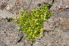 Mikilskøra / Alchemilla alpina L.