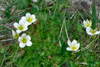 Eyrtúvusteinbrot / Saxifraga rosacea. Eiðiskollur.