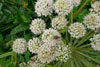 Bakkasløkja / Angelica sylvestris L.