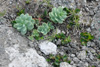 Rósuhjálpirót / Rhodiola rosea L.