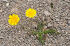 Várhagasólja / Taraxacum vulgare (L.)