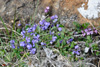 Smá silkibond / Polygala serpyllifolia.