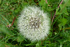 Várhagasólja / Taraxacum vulgare (L.)