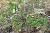 Skaldabrobber / Thymus praecox.